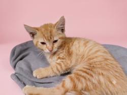 Shelter Stray Female Cat last seen , 1850 W 60th St, Los Angeles, CA 90047, USA