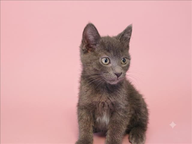 Shelter Stray Female Cat last seen , 1850 W 60th St, Los Angeles, CA 90047, USA