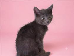 Shelter Stray Female Cat last seen , 1850 W 60th St, Los Angeles, CA 90047, USA
