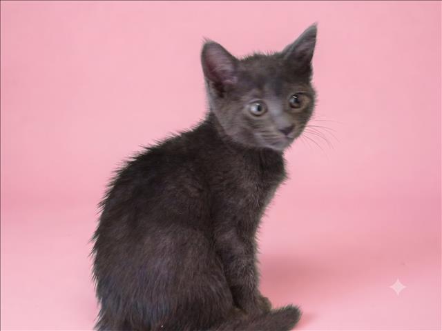 Shelter Stray Female Cat last seen , 1850 W 60th St, Los Angeles, CA 90047, USA