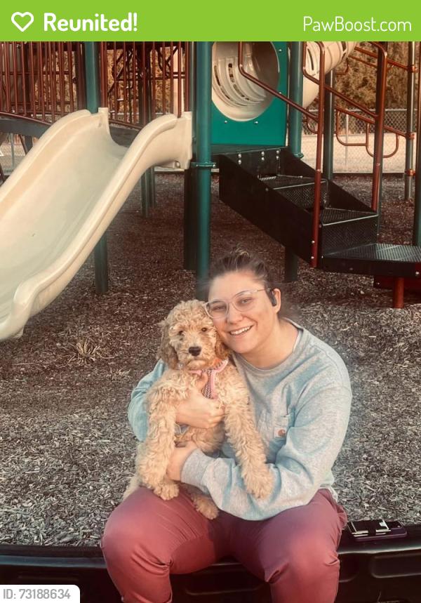 Reunited Female Dog last seen Hiends Creek Road, Heiskell, TN 37754