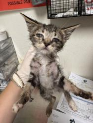Shelter Stray Male Cat last seen Near BLOCK HYDRA CT, BAKERSFIELD CA 93306, 3951 Fruitvale Ave, Bakersfield, CA 93308, USA