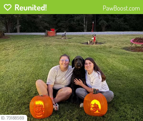 Reunited Female Dog last seen Hiends Creek Road, Heiskell, TN 37754