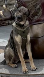 Lost Male Dog last seen Kreidersville road, Allen Township, PA 18067