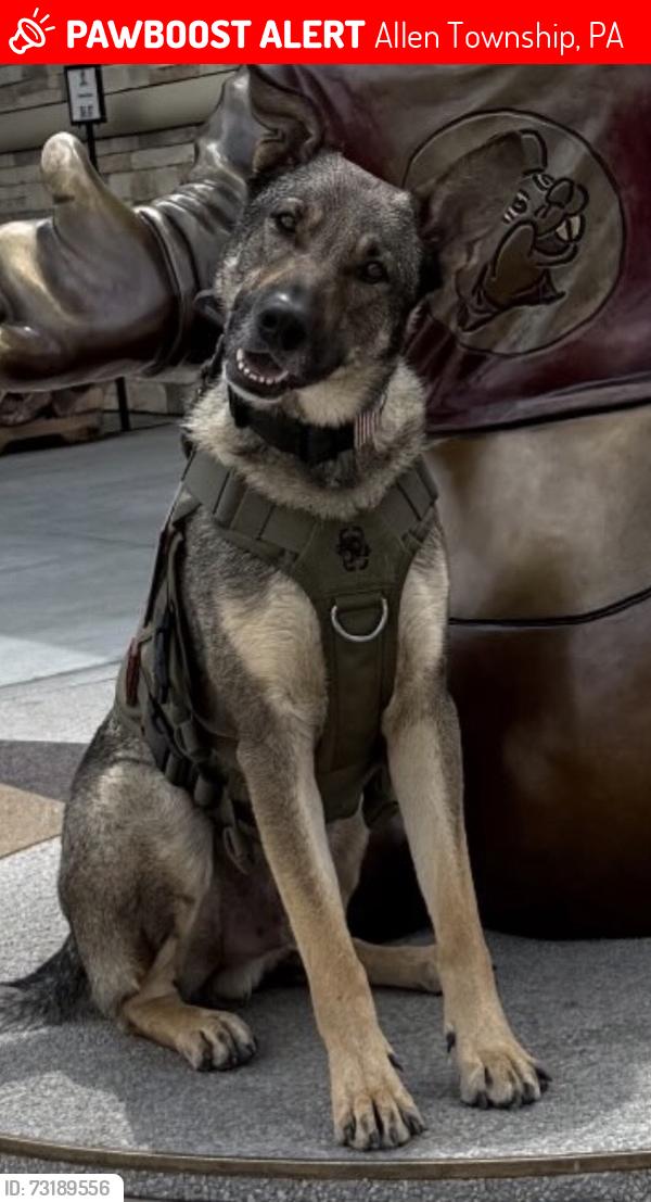 Lost Male Dog last seen Kreidersville road, Allen Township, PA 18067