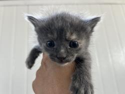 Shelter Stray Female Cat last seen Near BLOCK S MT VERNON, 333 Chandler Pl, San Bernardino, CA 92408, USA