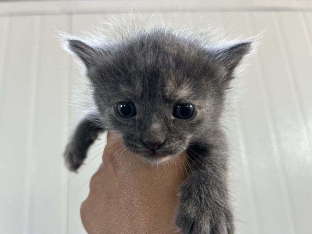 Shelter Stray Female Cat last seen Near BLOCK S MT VERNON, 333 Chandler Pl, San Bernardino, CA 92408, USA