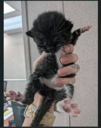 Shelter Stray Male Cat last seen SYCAMORE AND DEL RAY, 333 Chandler Pl, San Bernardino, CA 92408, USA