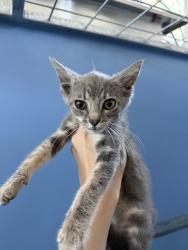 Shelter Stray Female Cat last seen S K ST X W RIALTO AVE, 333 Chandler Pl, San Bernardino, CA 92408, USA