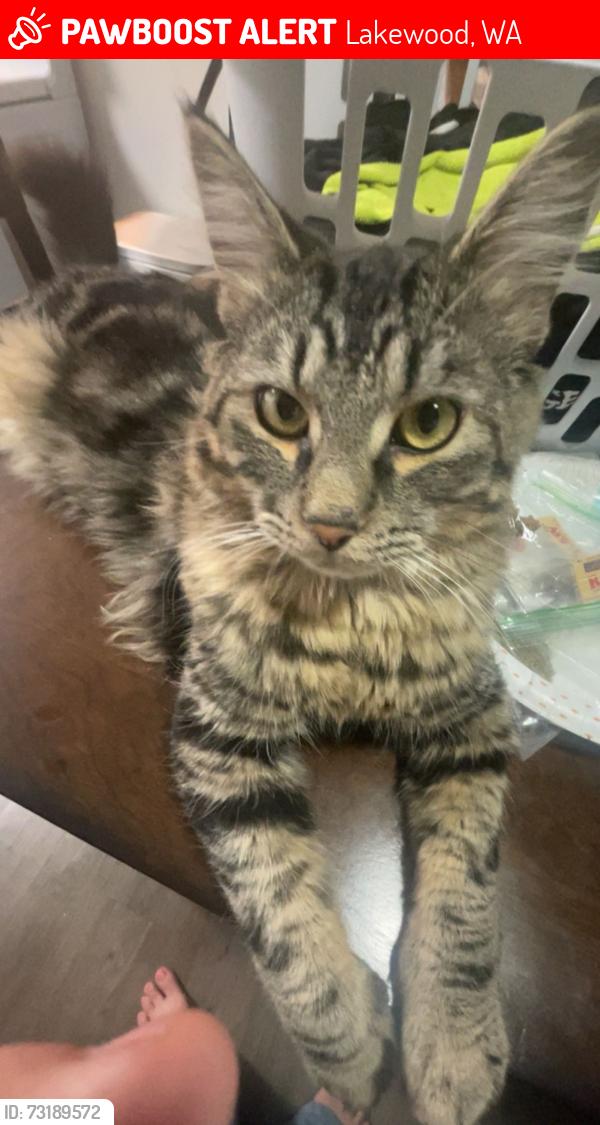 Lost Male Cat last seen between the street with pizza pizazz & fort lewis motel, Lakewood, WA 98499