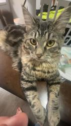 Lost Male Cat last seen between the street with pizza pizazz & fort lewis motel, Lakewood, WA 98499