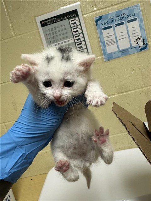 Shelter Stray Female Cat last seen VAN HORN CT & LEFORD WAY, 2127 Front St, Sacramento, CA 95818, USA