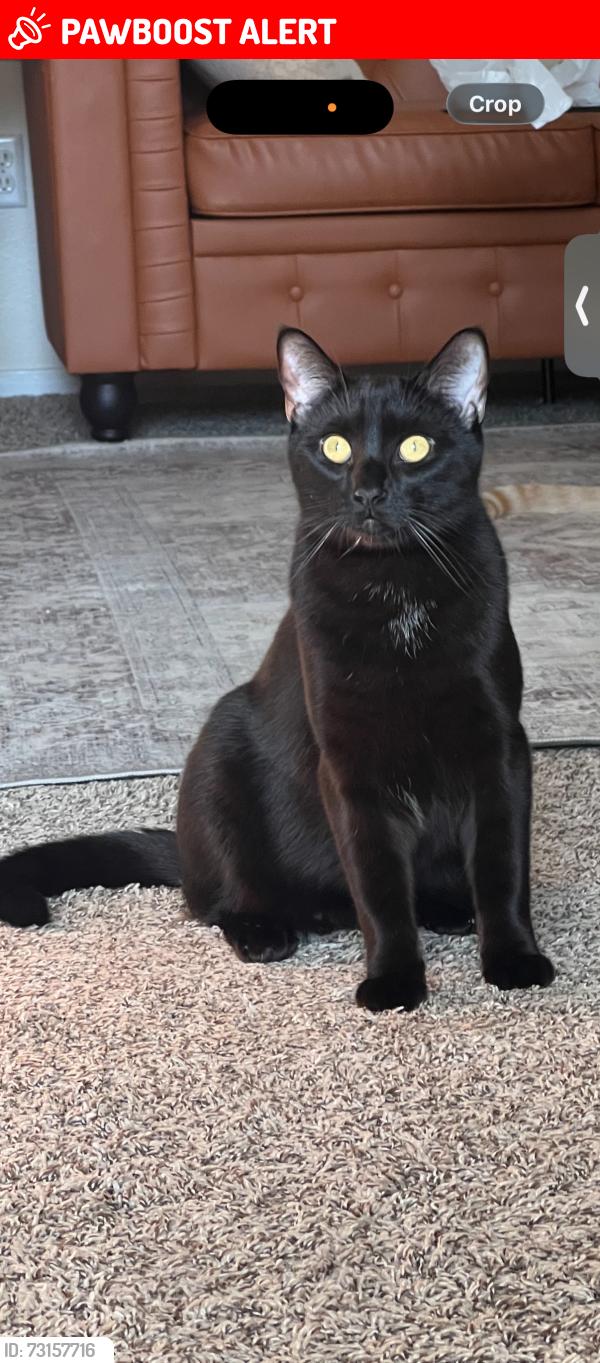 Lost Male Cat last seen Eitwanda and church, Rancho Cucamonga, CA 91739