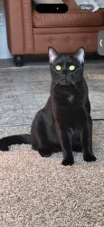 Lost Male Cat last seen Eitwanda and church, Rancho Cucamonga, CA 91739
