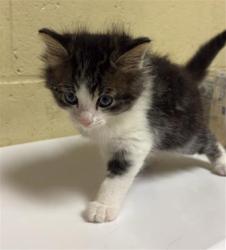 Shelter Stray Male Cat last seen FRONT ST & U ST, 2127 Front St, Sacramento, CA 95818, USA