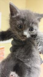 Shelter Stray Female Cat last seen FRONT ST & U ST, 2127 Front St, Sacramento, CA 95818, USA
