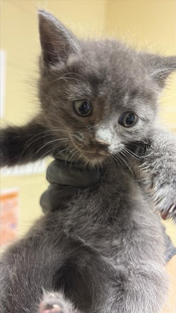Shelter Stray Female Cat last seen FRONT ST & U ST, 2127 Front St, Sacramento, CA 95818, USA