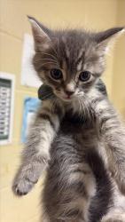 Shelter Stray Female Cat last seen FRONT ST & U ST, 2127 Front St, Sacramento, CA 95818, USA