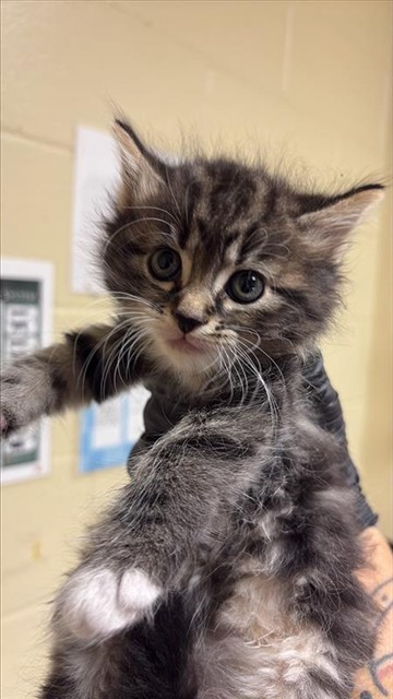 Shelter Stray Female Cat last seen FRONT ST & U ST, 2127 Front St, Sacramento, CA 95818, USA