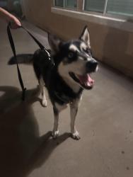 Found/Stray Unknown Dog last seen Forest Grove St between Peck Rd & Richwood, El Monte, CA 91732
