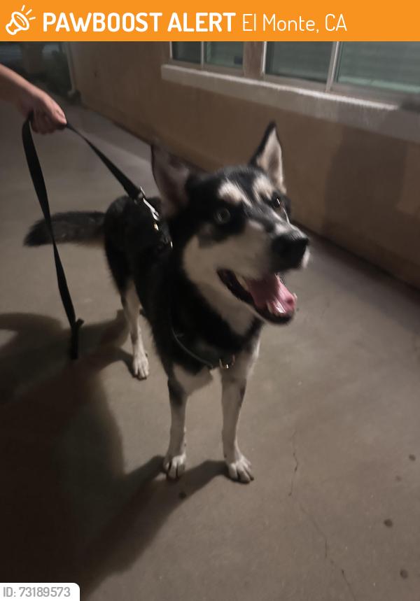Found/Stray Unknown Dog last seen Forest Grove St between Peck Rd & Richwood, El Monte, CA 91732