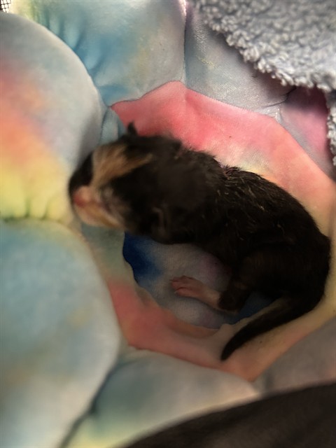 Shelter Stray Female Cat last seen BRIARTREE WAY/ZENITH DR, CITRUS HEIGHTS CA 95621, 3839 Bradshaw Rd, Sacramento, CA 95827, USA