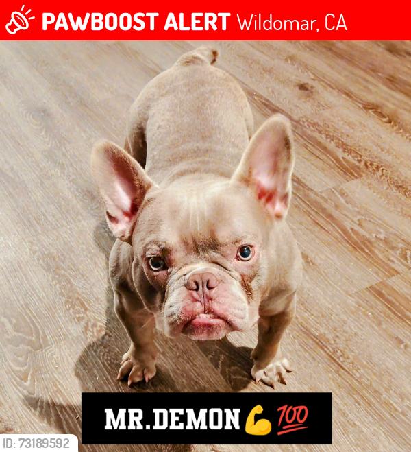 Lost Male Dog last seen The farm bundy canyon wildomar ca, Wildomar, CA 92595