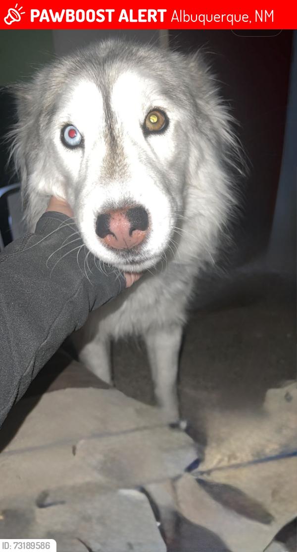 Lost Female Dog last seen Ervien Ln and Coors, Albuquerque, NM 87121