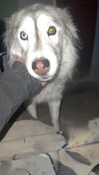 Lost Female Dog last seen Ervien Ln and Coors, Albuquerque, NM 87121