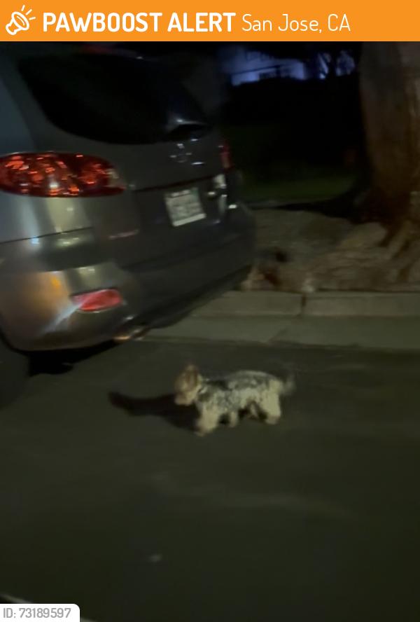 Found/Stray Unknown Dog last seen Senter rd, San Jose, CA 95111