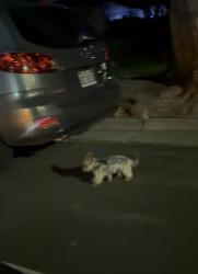 Found/Stray Unknown Dog last seen Senter rd, San Jose, CA 95111