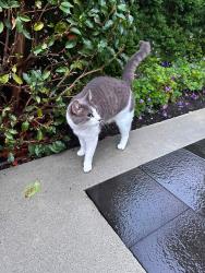 Reunited Female Cat last seen 2nd and balaclava, Vancouver, BC V6K 1K6