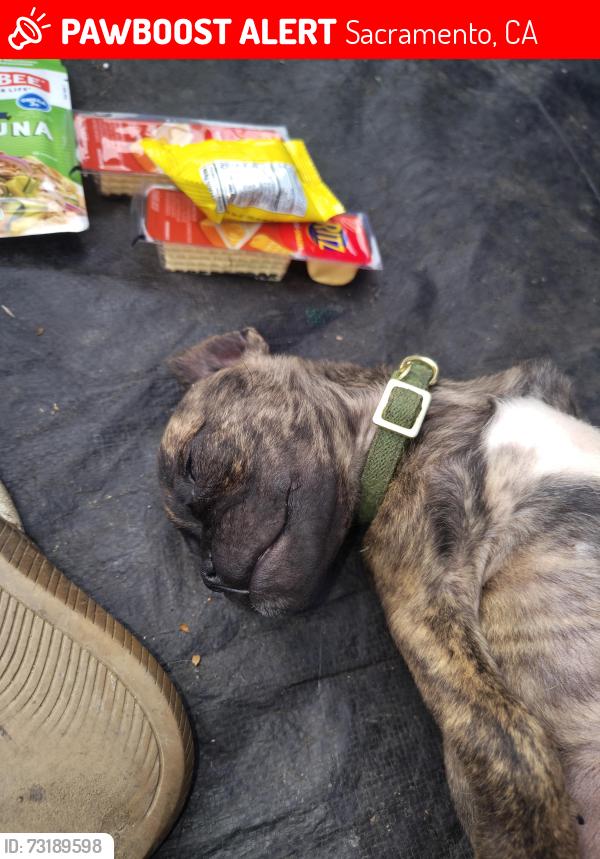 Lost Male Dog last seen Klotz Ranch Ct, Sacramento, CA 95831