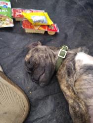Lost Male Dog last seen Klotz Ranch Ct, Sacramento, CA 95831