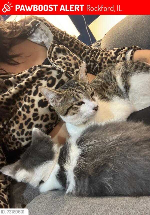 Lost Female Cat last seen Rockford il, Rockford, IL 61104