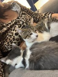 Lost Female Cat last seen Rockford il, Rockford, IL 61104