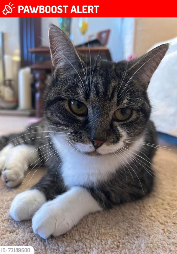 Lost Female Cat last seen Park Avenue, Kinnaird Avenue, London Road, Kings Avenue, Greater London, England BR1 4EF