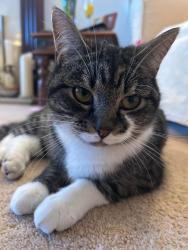 Lost Female Cat last seen Park Avenue, Kinnaird Avenue, London Road, Kings Avenue, Greater London, England BR1 4EF
