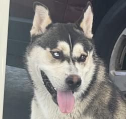 Found/Stray Male Dog last seen 40th and Kendall dr arco, San Bernardino, CA 92407