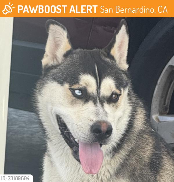 Found/Stray Male Dog last seen 40th and Kendall dr arco, San Bernardino, CA 92407