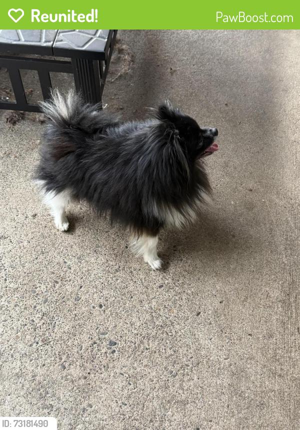 Reunited Male Dog last seen 111th street, Portland, OR 97266