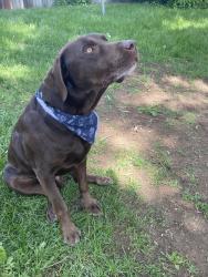 Reunited Male Dog last seen W Virginia St and S Tejon St, Denver, CO 80223