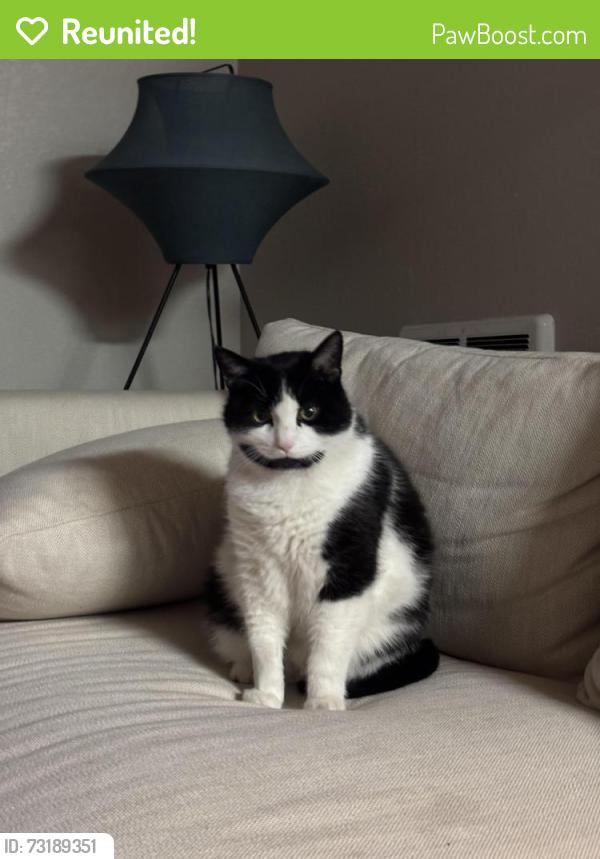 Reunited Male Cat last seen Hacienda Ave, San Lorenzo, CA 94580