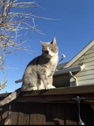 Lost Male Cat last seen 1st avenue, prarie road, Junction City, OR 97448