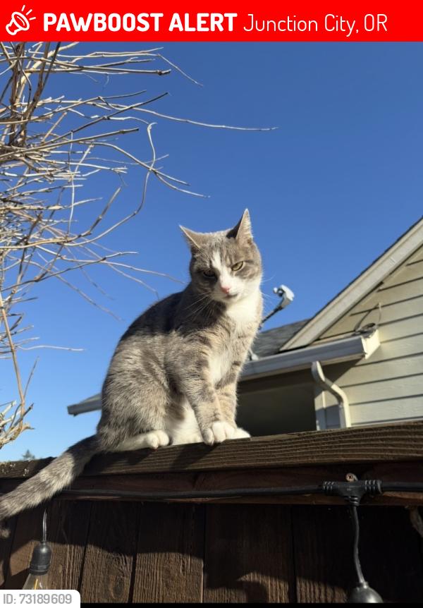 Lost Male Cat last seen 1st avenue, prarie road, Junction City, OR 97448