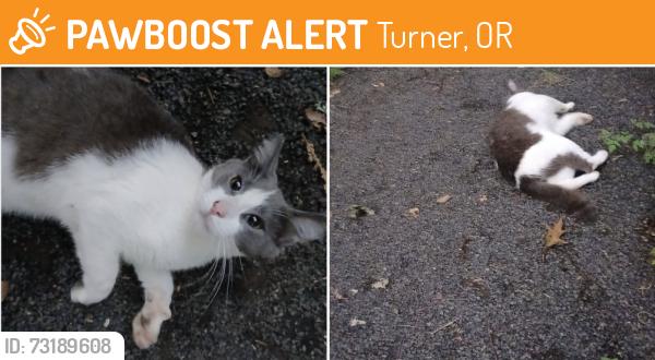 Found/Stray Unknown Cat last seen Delaney and Battlecreek, Marion County, OR 97310