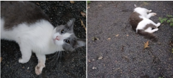 Found/Stray Unknown Cat last seen Delaney and Battlecreek, Marion County, OR 97310