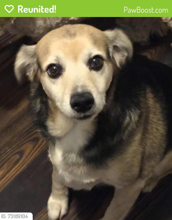 Reunited Male Dog last seen Page Rd and st RT 303, Streetsboro, OH 44241