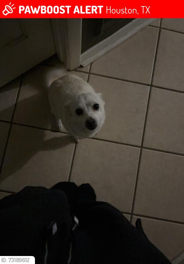 Lost Female Dog last seen Fondren Rd, Houston, TX 77036