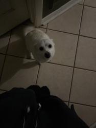 Lost Female Dog last seen Fondren Rd, Houston, TX 77036